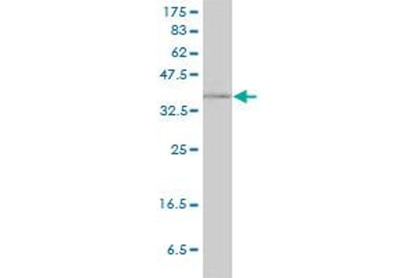 RAD51C antibody  (AA 1-134)