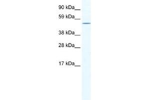 WB Suggested Anti-NR5A1 Antibody Titration:  0. (NR5A1 antibody  (C-Term))