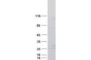 Validation with Western Blot (LY96 Protein (Myc-DYKDDDDK Tag))