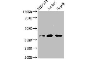 Western Blot Positive WB detected in: NIH/3T3 whole cell lysate, Jurkat whole cell lysate, HepG2 whole cell lysate All lanes: RNF2 antibody at 4 μg/mL Secondary Goat polyclonal to rabbit IgG at 1/50000 dilution Predicted band size: 38, 30 kDa Observed band size: 38 kDa (RNF2 antibody  (AA 158-290))