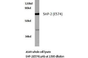 Western blot (WB) analysis of SH-PTP2 antibody in extracts from A549 cells. (PTPN11 antibody)