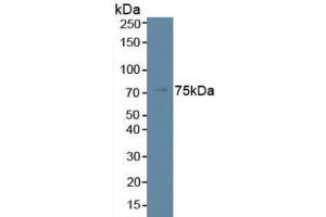 Figure. (Phospholipase C beta 2 antibody  (AA 1-250))