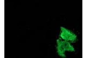 Anti-MSI1 mouse monoclonal antibody (ABIN2454101) immunofluorescent staining of COS7 cells transiently transfected by pCMV6-ENTRY MSI1 (RC215992). (MSI1 antibody)