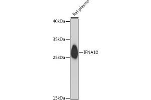 Western blot analysis of extracts of Rat plasma, using IFN Rabbit pAb (ABIN7267964) at 1:1000 dilution. (IFNA10 antibody  (AA 24-100))