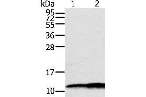 Western Blot analysis of Hepg2 and A549 cell using S100A11 Polyclonal Antibody at dilution of 1:600 (S100A11 antibody)