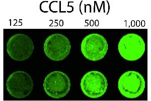 Detection of chemokine GAG binding on the cell surface using increasing amounts of biotinylated CCL5 (CCL5 Protein (AA 24-91) (Biotin))
