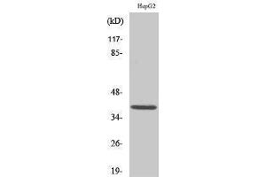Western Blotting (WB) image for anti-Induced Myeloid Leukemia Cell Differentiation Protein Mcl-1 (MCL1) (Internal Region) antibody (ABIN3185490) (MCL-1 antibody  (Internal Region))