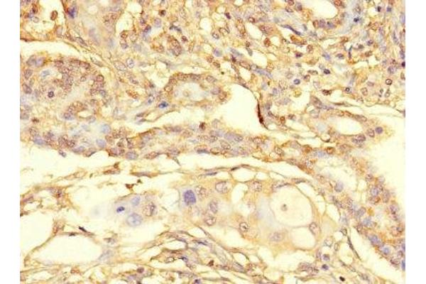 METTL21C antibody  (AA 6-145)