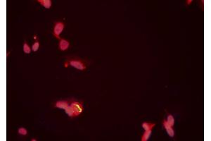 ABIN6276704 staining HeLa cells by ICC/IF. (PRMT5 antibody  (Internal Region))