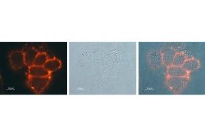 Expression of Kir3. (KCNJ3 antibody  (Extracellular))