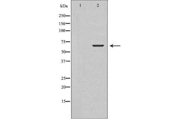 TCTN3 antibody  (Internal Region)