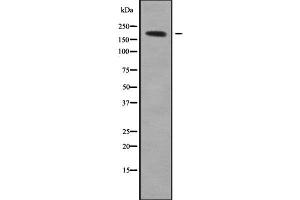 Western blot analysis of QSER1 using LOVO whole cell lysates
