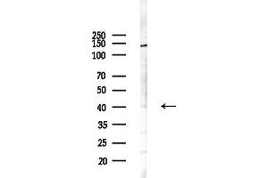 anti-Casein Kinase 1, alpha 1-Like (CSNK1A1L) (C-Term) antibody