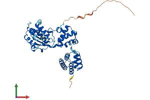 AlphaFold protein structure predicition of Mouse Recombinant Rfc2 Protein, UniprotID Q9WUK4 (RFC2 Protein (AA 1-349) (His tag))
