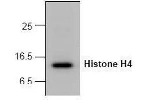 Image no. 1 for anti-Histone H4 (N-Term) antibody (ABIN127256) (Histone H4 antibody  (N-Term))