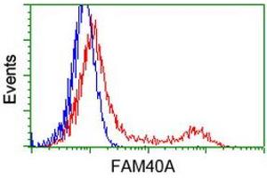 Image no. 5 for anti-Striatin Interacting Protein 1 (STRIP1) antibody (ABIN1498205) (STRIP1 antibody)