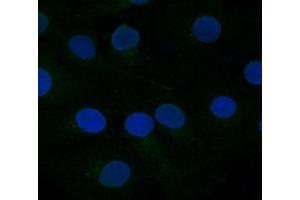 FZD10 Antibody    Sample type:  COS7 cells mock transfected   Primary Ab dilution:  1:333   Secondary Ab:  anti-rabbit-Cy2   Secondary Ab dilution:  1:500   Blue:  DAPI   Green: FZD10   Data submitted by:  Lisa Galli/Laura Burrus  San Francisco State University (FZD10 antibody)