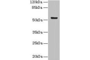 Western blot All lanes: DENND2D antibody at 4 μg/mL + MCF-7 whole cell lysate Secondary Goat polyclonal to rabbit IgG at 1/10000 dilution Predicted band size: 54 kDa Observed band size: 54 kDa (DENND2D antibody  (AA 1-233))