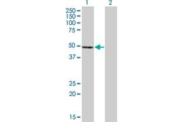 NFE2 antibody  (AA 1-373)
