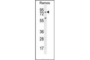 Western blot analysis of PDE4B Antibody (Center) in Ramos cell line lysates (35ug/lane).