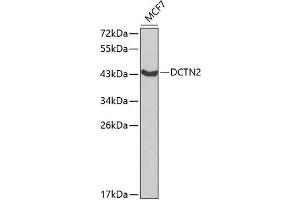 Dynamitin antibody