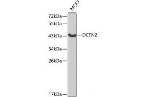 Western blot analysis of extracts of MCF-7 cells using DCTN2 Polyclonal Antibody at dilution of 1:1000. (Dynamitin antibody)