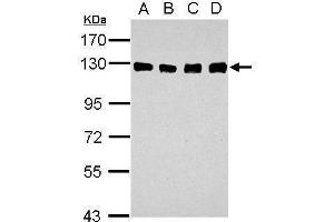 Western Blotting (WB) image for anti-Damage Specific DNA Binding Protein 1 (DDB1) (C-Term) antibody (ABIN2854664)