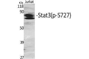 Western Blot analysis of various cells using Phospho-Stat3 (S727) Polyclonal Antibody diluted at 1:2000. (STAT3 antibody  (pSer727))