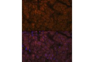 Immunofluorescence analysis of human liver using  Rabbit mAb (ABIN7265440) at dilution of 1:100 (40x lens).