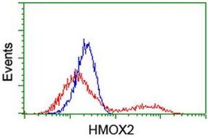 HEK293T cells transfected with either RC201777 overexpress plasmid (Red) or empty vector control plasmid (Blue) were immunostained by anti-HMOX2 antibody (ABIN2455215), and then analyzed by flow cytometry. (HMOX2 antibody)