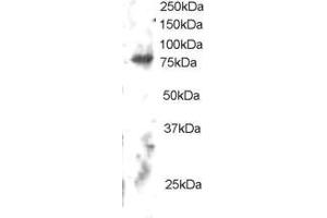 ABIN184684 staining (2µg/ml) of Human Brain lysate (RIPA buffer, 30µg total protein per lane). (ELMO2 antibody  (C-Term))