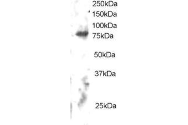 ELMO2 antibody  (C-Term)
