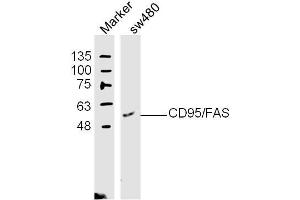 (Human Cell Line) SW480 lysates probed with Apo-1 Polyclonal Antibody, unconjugated  at 1:300 overnight at 4°C followed by a conjugated secondary antibody at 1:10000 for 60 minutes at 37°C. (FAS antibody  (AA 81-170))