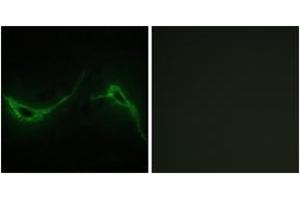 Immunofluorescence analysis of NIH-3T3 cells, using ADCY7 Antibody. (ADCY7 antibody  (AA 191-240))