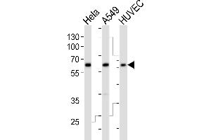 Western blot analysis of lysates from Hela, A549, HUVEC cell line (from left to right), using ESRRG Antibody (Center) (ABIN392350 and ABIN2841989). (ESRRG antibody  (AA 189-221))