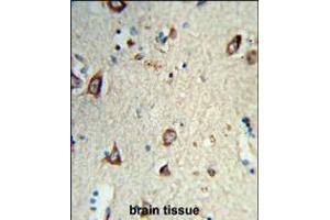 Formalin-fixed and paraffin-embedded human brain tissue reacted with HS3ST2 Antibody , which was peroxidase-conjugated to the secondary antibody, followed by DAB staining. (HS3ST2 antibody  (C-Term))