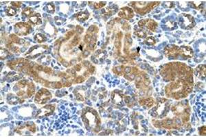 Immunohistochemical staining (Formalin-fixed paraffin-embedded sections) of human kidney with ATIC polyclonal antibody  at 4-8 ug/mL working concentration. (ATIC antibody  (Internal Region))