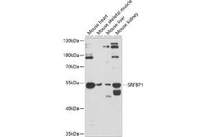 Western blot analysis of extracts of various cell lines, using SRFBP1 antibody (ABIN6132694, ABIN6148436, ABIN6148437 and ABIN6224815) at 1:3000 dilution. (SRFBP1 antibody  (AA 1-300))