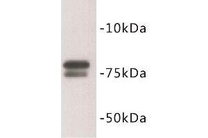 Western Blotting (WB) image for anti-Golgin A5 (GOLGA5) antibody (ABIN1854908) (GOLGA5 antibody)
