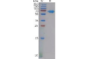 Ephrin A3 (EFNA3) (AA 23-213) protein (Fc Tag)