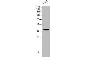 Western Blot analysis of K562 cells using BNIP-2 Polyclonal Antibody (BNIP2 antibody  (Internal Region))