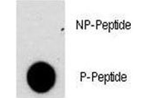 Dot blot analysis of phospho-NFATC2 antibody. (NFAT1 antibody  (pSer330))