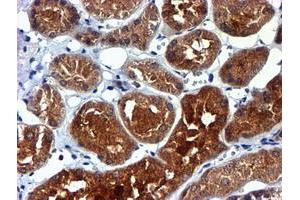 Image no. 2 for anti-NADH Dehydrogenase (Ubiquinone) Complex I, Assembly Factor 7 (NDUFAF7) antibody (ABIN1499667) (NDUFAF7 antibody)