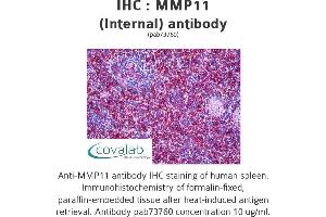 Image no. 2 for anti-Matrix Metallopeptidase 11 (Stromelysin 3) (MMP11) (Internal Region) antibody (ABIN1737007) (MMP11 antibody  (Internal Region))