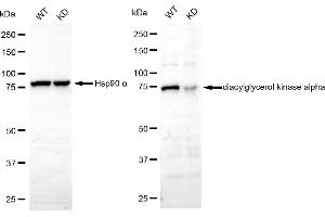 Western blotting analysis using diacylglycerol kinase alpha antibody (ABIN7798324). (Recombinant DGKA antibody)