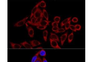 Confocal immunofluorescence analysis of HeLa cells using RRBP1 Polyclonal Antibody at dilution of 1:100. (RRBP1 antibody)