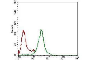 Flow cytometric analysis of Hela cells using NBN mouse mAb (green) and negative control (red). (Nibrin antibody  (AA 467-615))