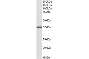 Western Blotting (WB) image for anti-Translocase of Outer Mitochondrial Membrane 40 Homolog (TOMM40) (AA 117-130) antibody (ABIN490620) (TOMM40 antibody  (AA 117-130))