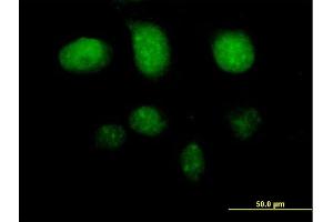 Immunofluorescence of purified MaxPab antibody to TAF7 on HeLa cell. (TAF7 antibody  (AA 1-349))