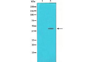Western blot analysis on NIH-3T3 cell lysate using DNA Polymerase beta Antibody,The lane on the left is treated with the antigen-specific peptide. (POLB antibody  (C-Term))
